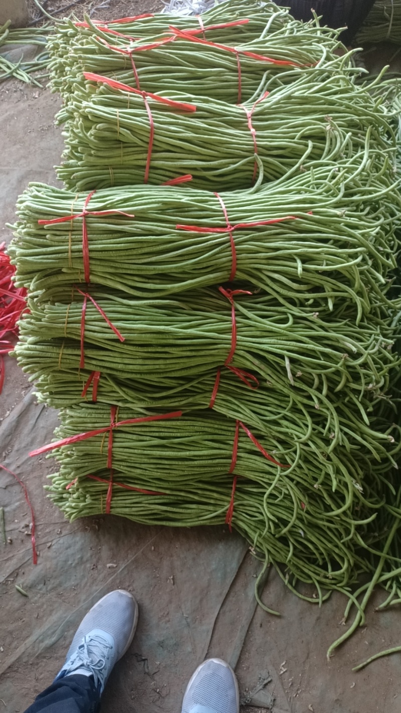 长豆角白条豆角基地直发对接电商市场商超保质保量