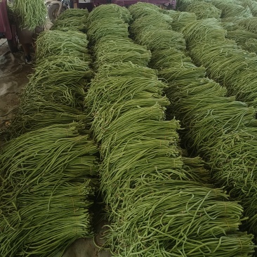 长豆角白条豆角基地直发对接电商市场商超保质保量