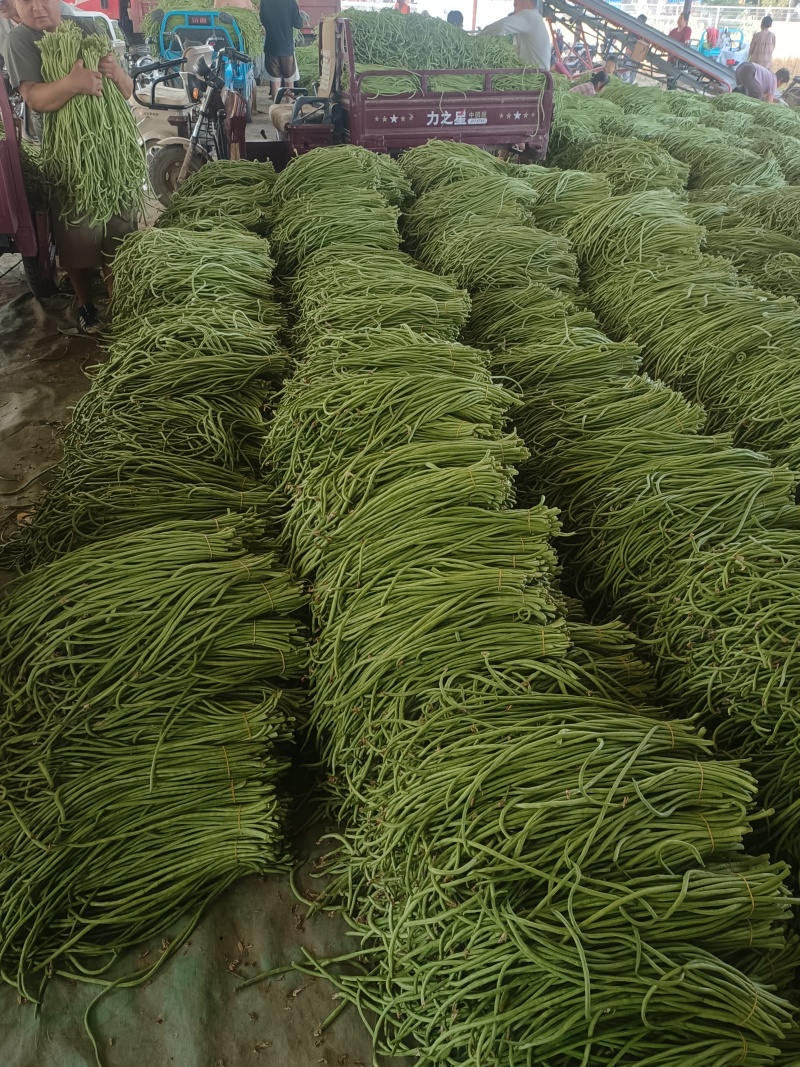 长豆角白条豆角基地直发对接电商市场商超保质保量