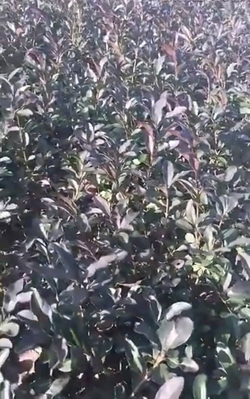 水蜡青叶水蜡金叶水蜡紫叶水蜡营养钵杯苗基地批发