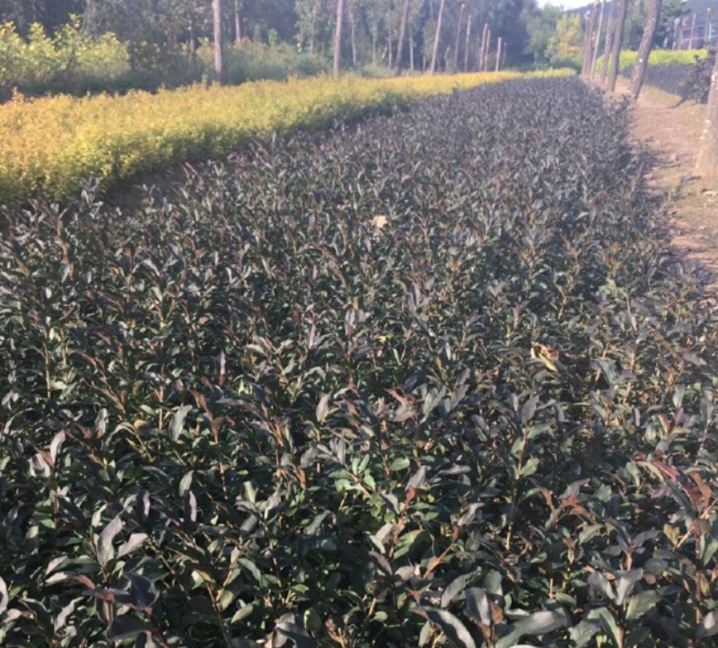 水蜡青叶水蜡金叶水蜡紫叶水蜡营养钵杯苗基地批发