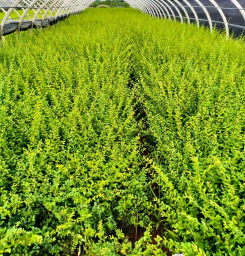 水蜡青叶水蜡金叶水蜡紫叶水蜡营养钵杯苗基地批发