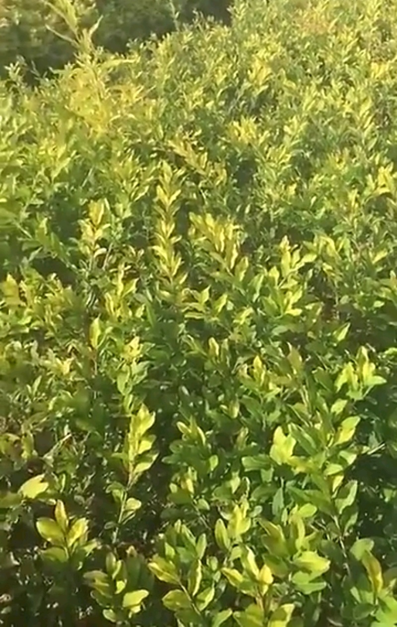 水蜡青叶水蜡金叶水蜡紫叶水蜡营养钵杯苗基地批发