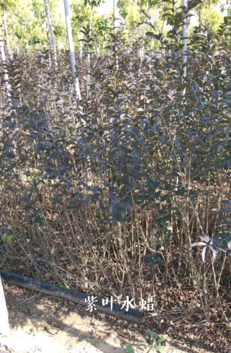 水蜡青叶水蜡金叶水蜡紫叶水蜡营养钵杯苗基地批发