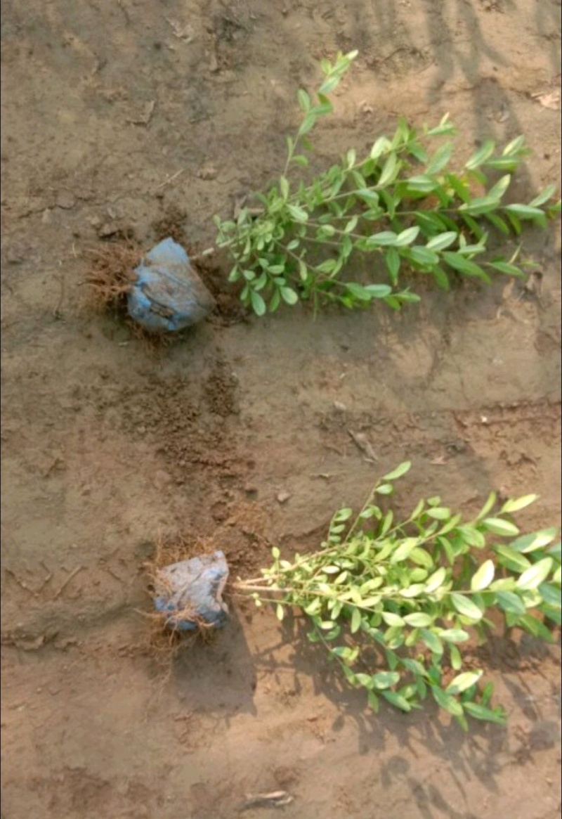 水蜡青叶水蜡金叶水蜡紫叶水蜡营养钵杯苗基地批发