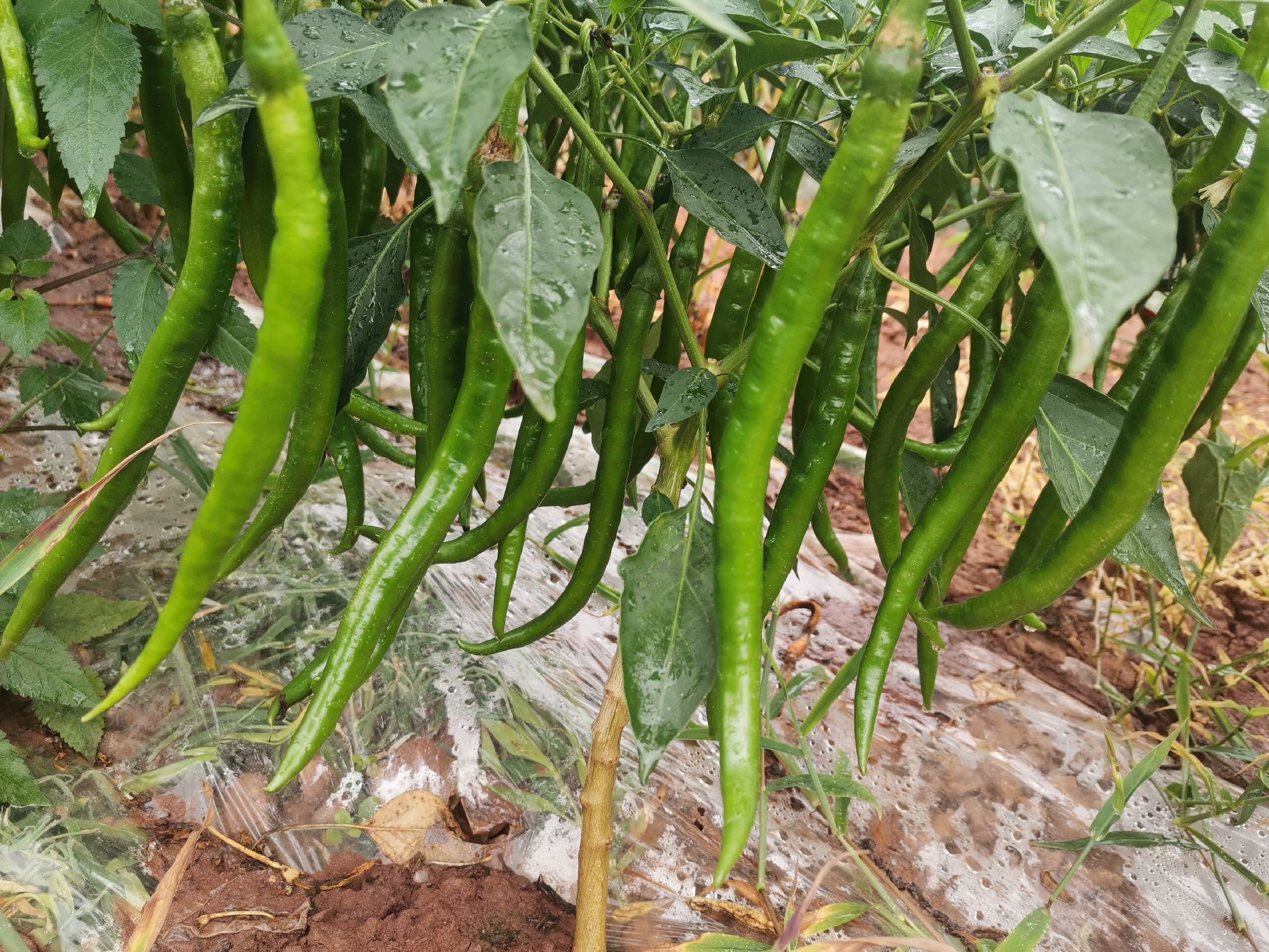 301辣椒特写展示