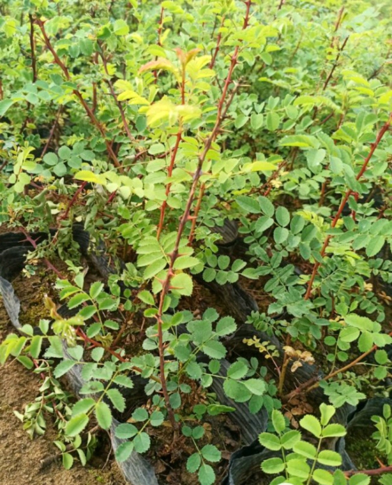 黄刺玫红刺玫营养钵杯苗量大从优基地直供