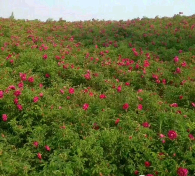 黄刺玫红刺玫营养钵杯苗量大从优基地直供