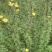 黄刺玫红刺玫营养钵杯苗量大从优基地直供