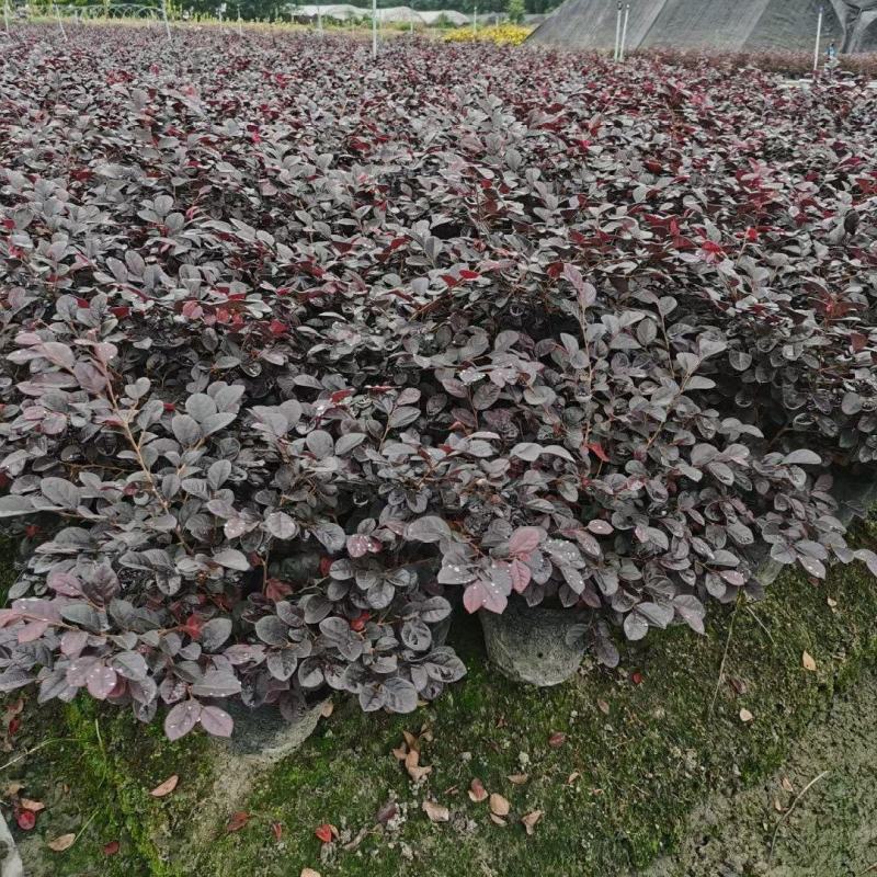 红花檵木苗红花檵木球营养钵杯苗产地直发量大从优