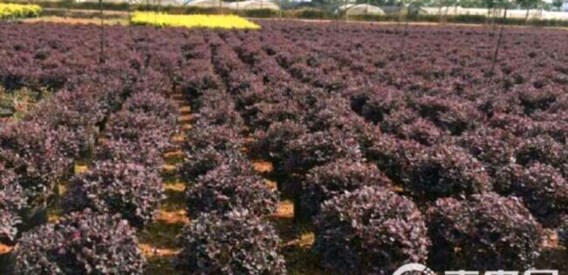 红花檵木苗红花檵木球营养钵杯苗产地直发量大从优