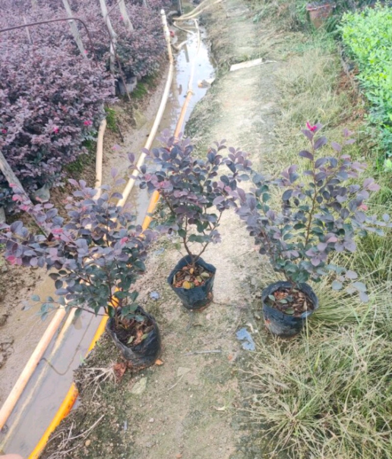 红花檵木苗红花檵木球营养钵杯苗产地直发量大从优