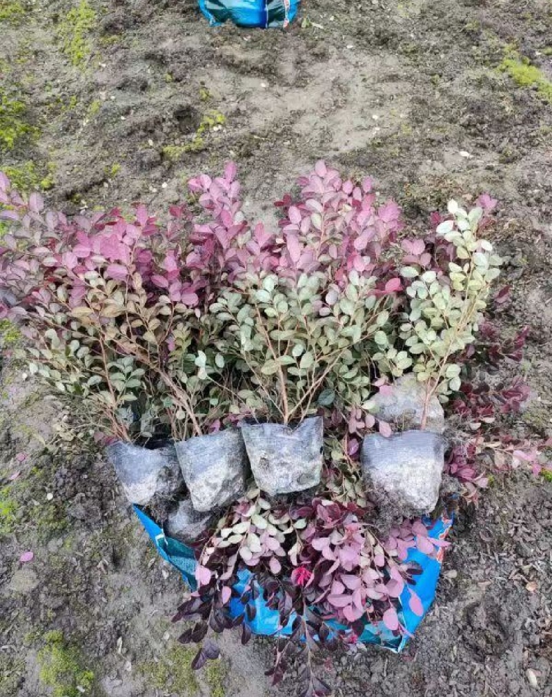 红花檵木苗红花檵木球营养钵杯苗产地直发量大从优