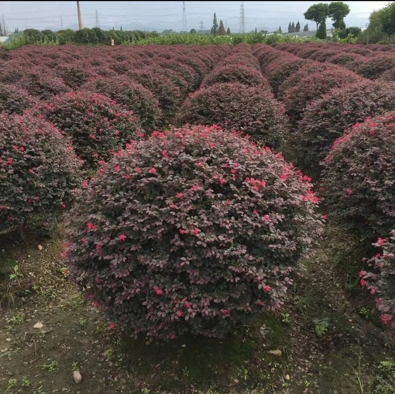 红花檵木苗红花檵木球营养钵杯苗产地直发量大从优