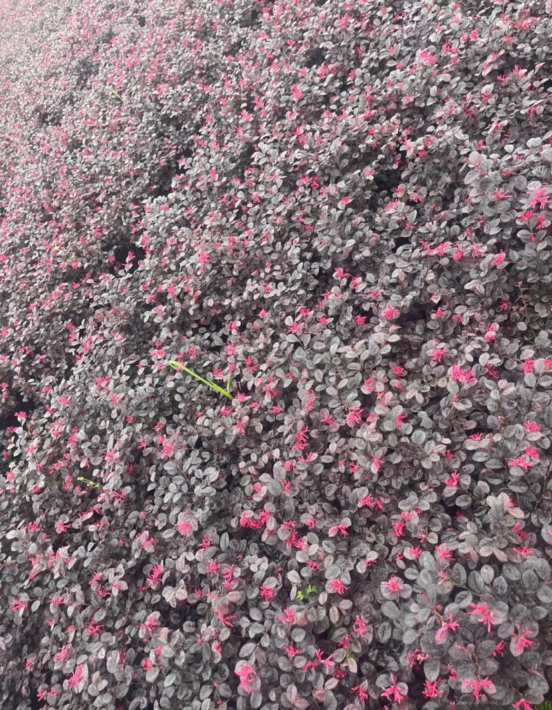 红花檵木苗红花檵木球营养钵杯苗产地直发量大从优