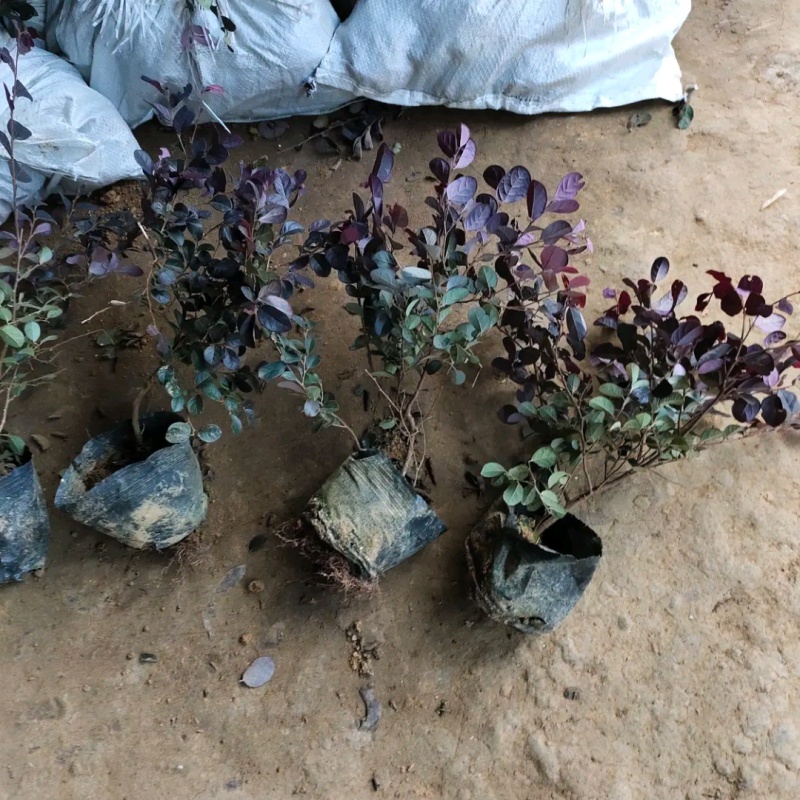 红花檵木苗红花檵木球营养钵杯苗产地直发量大从优