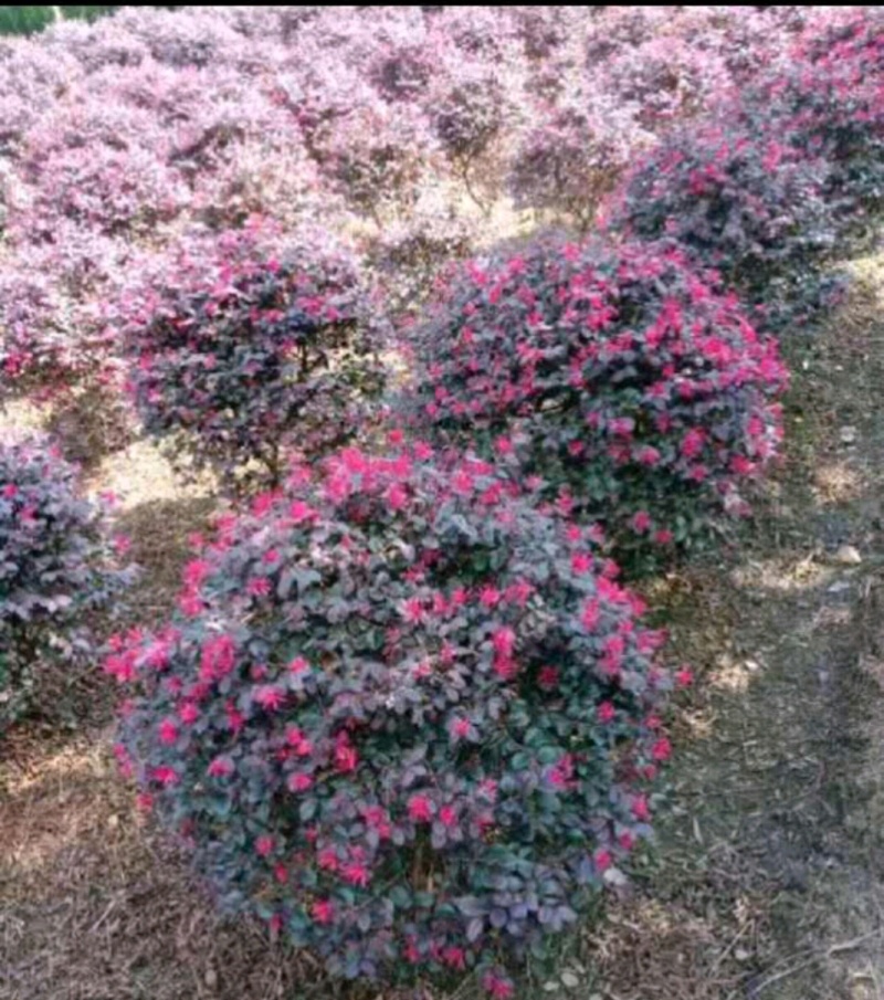 红花檵木苗红花檵木球营养钵杯苗产地直发量大从优