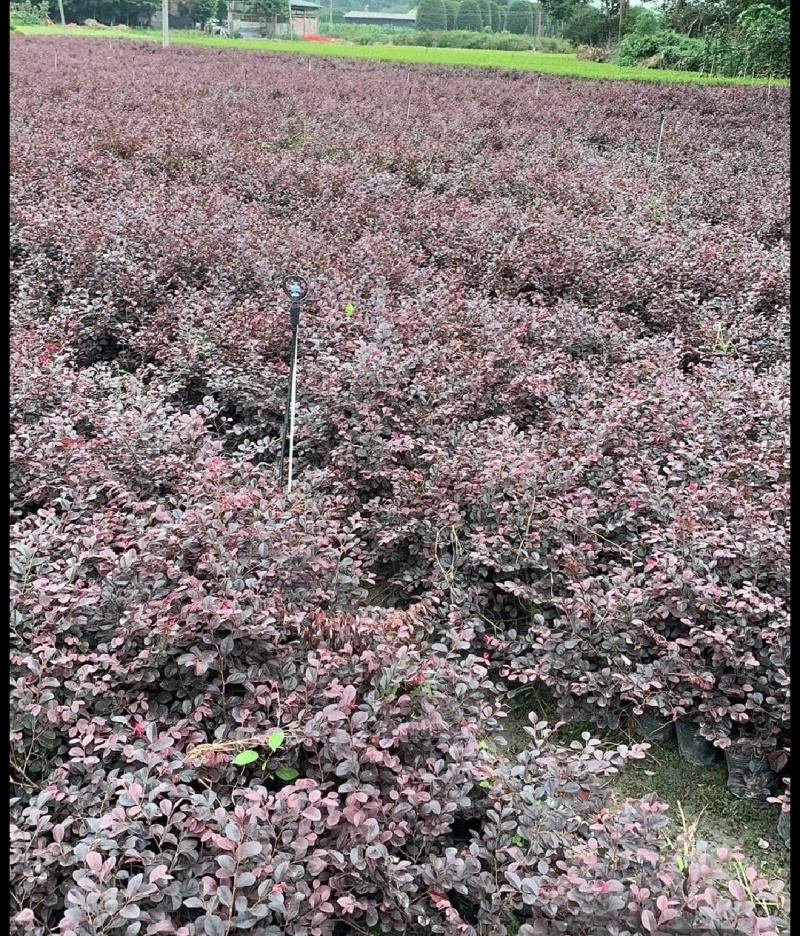 红花檵木苗红花檵木球营养钵杯苗产地直发量大从优
