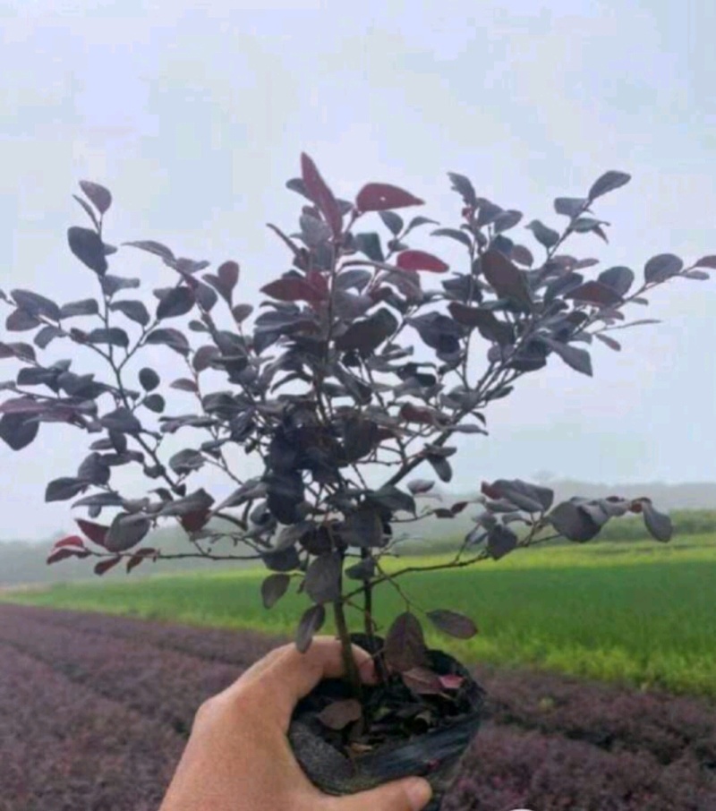 红花檵木苗红花檵木球营养钵杯苗产地直发量大从优