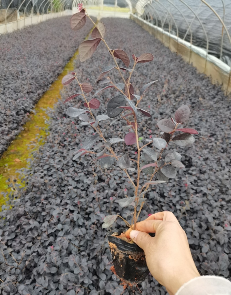 红花檵木苗红花檵木球营养钵杯苗产地直发量大从优