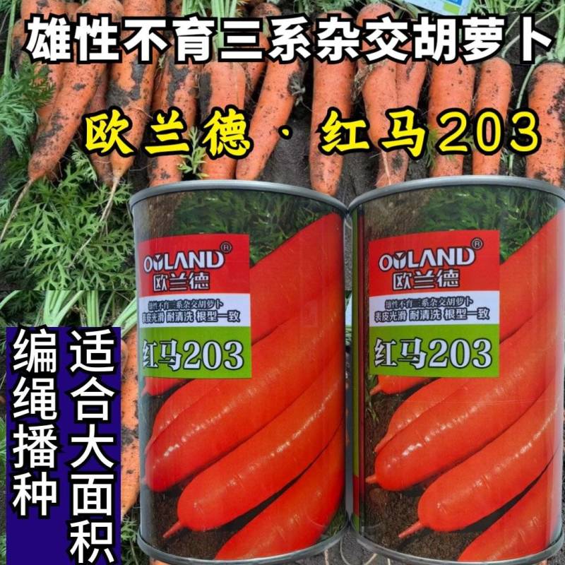 欧兰德红马203胡萝卜种子三系杂交可编绳胡红萝卜种子籽春