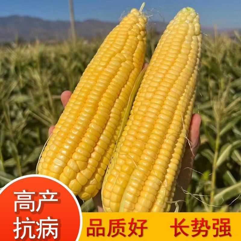 斯达甜221玉米种子早熟超甜水果玉米种籽特大高产甜糯