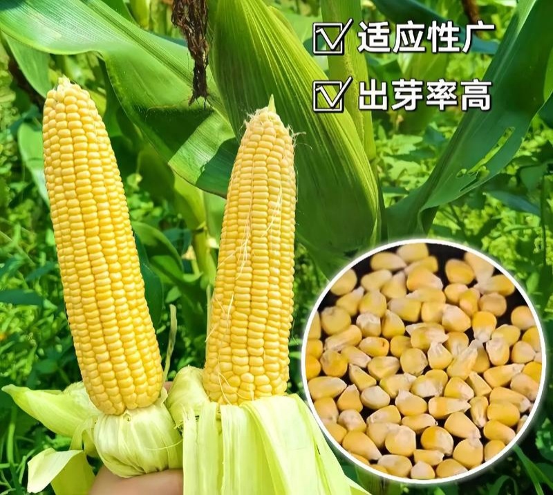 斯达甜221玉米种子早熟超甜水果玉米种籽特大高产甜糯