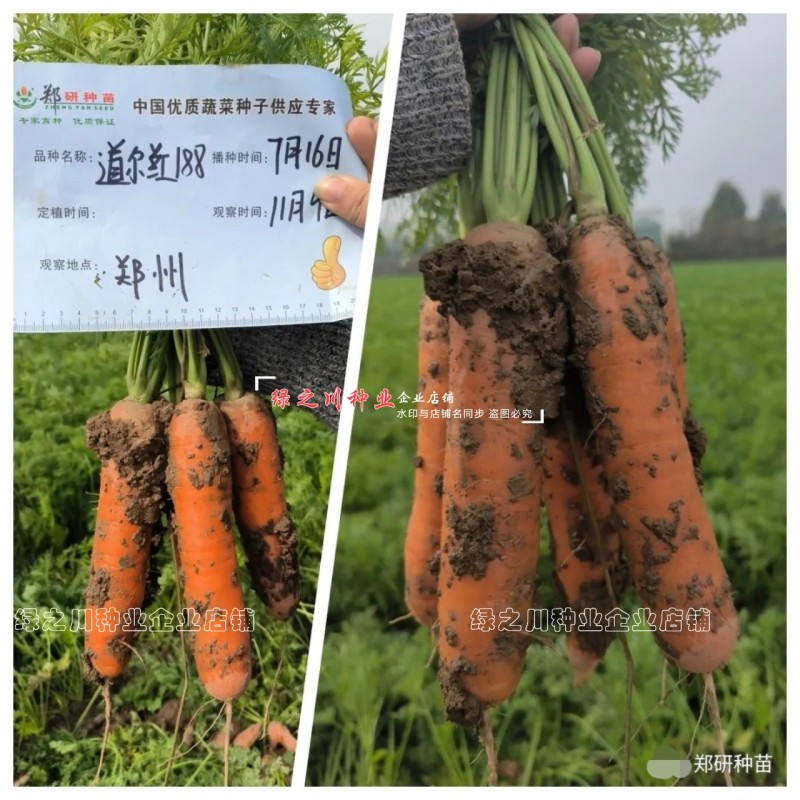 道尔红188杂交胡萝卜种子春秋两用三红胡萝卜种籽皮肉鲜红