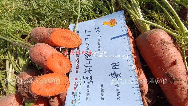 道尔红188杂交胡萝卜种子春秋两用三红胡萝卜种籽皮肉鲜红