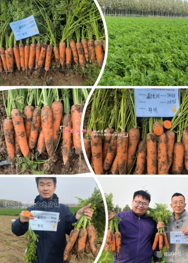 道尔红188杂交胡萝卜种子春秋两用三红胡萝卜种籽皮肉鲜红