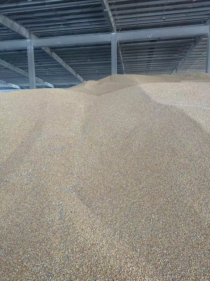 玉米国标二级玉米足干玉米粒袋装协助找车装车