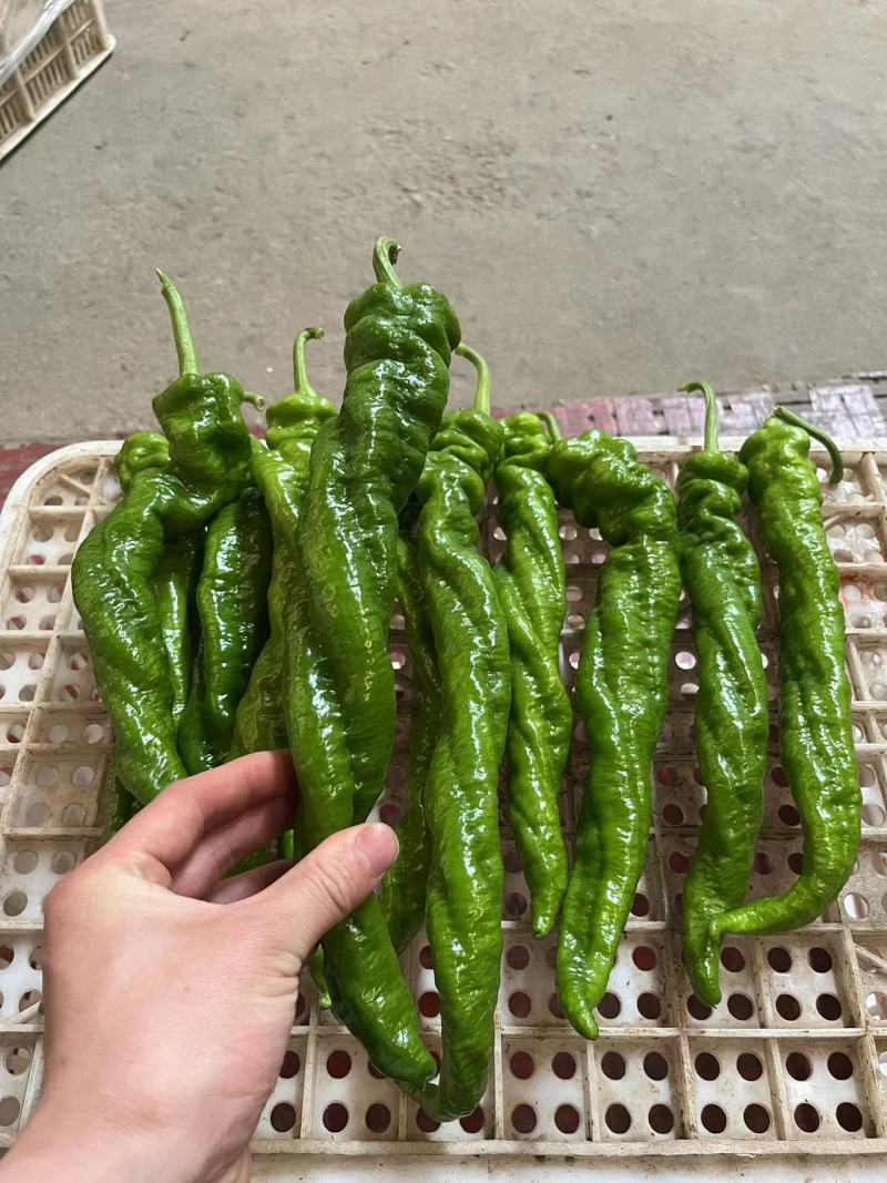 精品螺丝椒专业代卖代发各种蔬菜对接种植户合作社电联