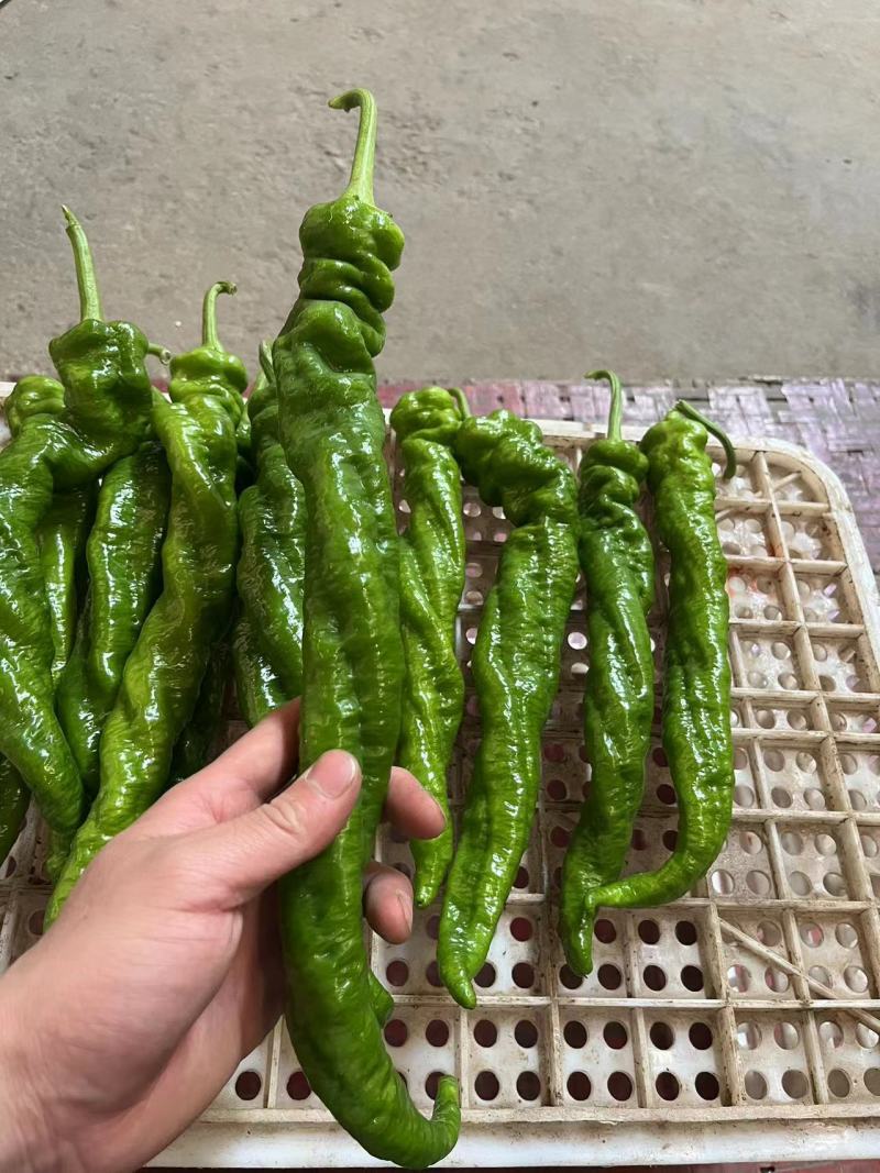 精品螺丝椒专业代卖代发各种蔬菜对接种植户合作社电联