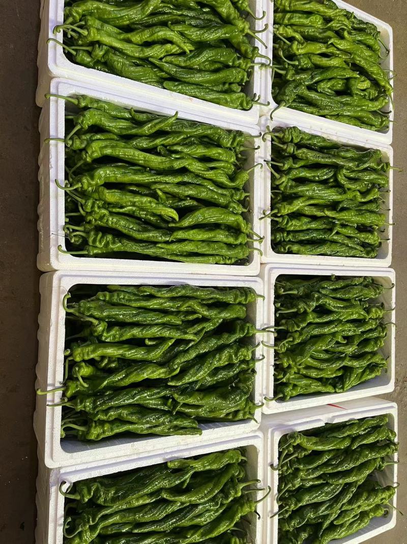 精品螺丝椒专业代卖代发各种蔬菜对接种植户合作社电联