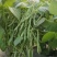 无筋地豆种子早熟矮生架豆种籽无筋架豆豆角菜豆种子