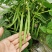无筋地豆种子早熟矮生架豆种籽无筋架豆豆角菜豆种子