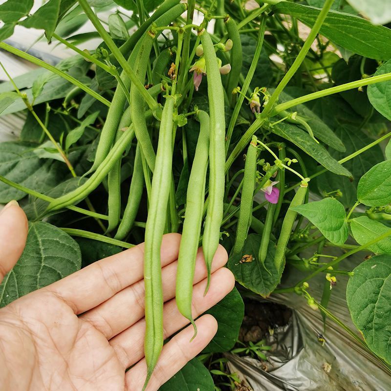 无筋地豆种子早熟矮生架豆种籽无筋架豆豆角菜豆种子