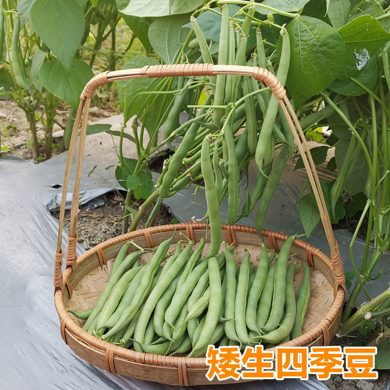 无筋地豆种子早熟矮生架豆种籽无筋架豆豆角菜豆种子