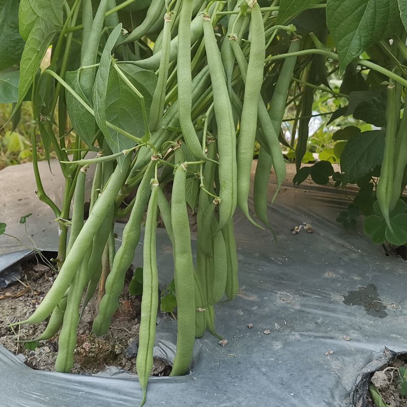 无筋地豆种子早熟矮生架豆种籽无筋架豆豆角菜豆种子