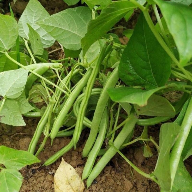 无筋地豆种子早熟矮生架豆种籽无筋架豆豆角菜豆种子