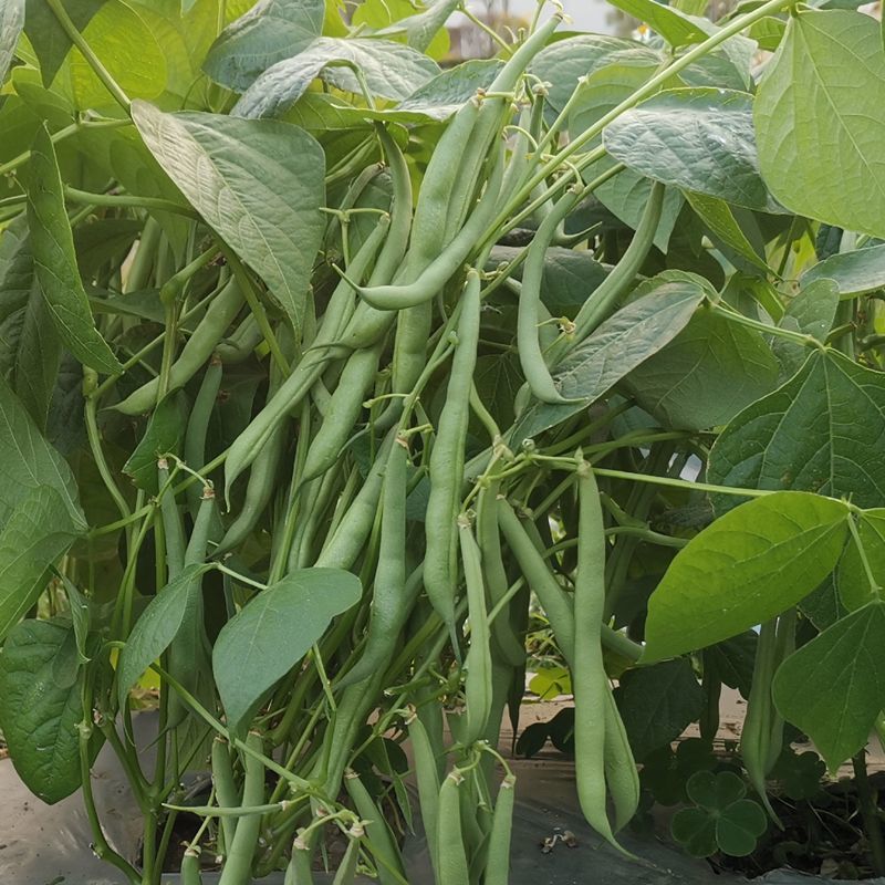 无筋地豆种子早熟矮生架豆种籽无筋架豆豆角菜豆种子