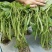 无筋地豆种子早熟矮生架豆种籽无筋架豆豆角菜豆种子