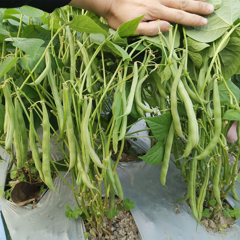 无筋地豆种子早熟矮生架豆种籽无筋架豆豆角菜豆种子
