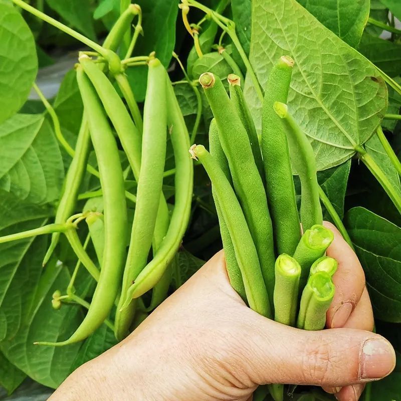 无筋地豆种子早熟矮生架豆种籽无筋架豆豆角菜豆种子