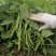 无筋地豆种子早熟矮生架豆种籽无筋架豆豆角菜豆种子