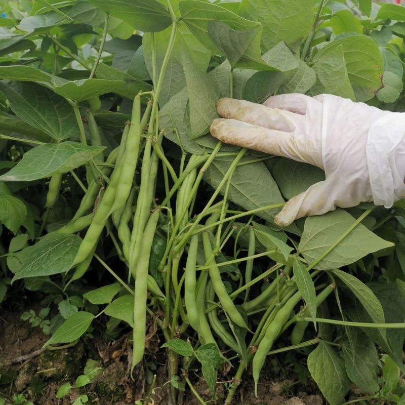 无筋地豆种子早熟矮生架豆种籽无筋架豆豆角菜豆种子