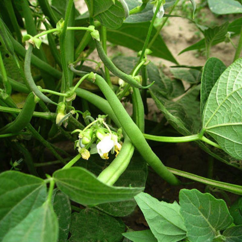 无筋地豆种子早熟矮生架豆种籽无筋架豆豆角菜豆种子