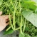 无筋地豆种子早熟矮生架豆种籽无筋架豆豆角菜豆种子
