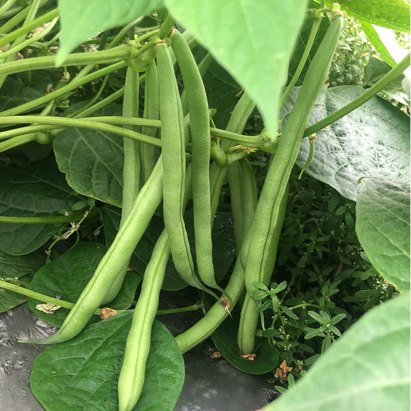 无筋地豆种子早熟矮生架豆种籽无筋架豆豆角菜豆种子
