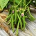无筋地豆种子早熟矮生架豆种籽无筋架豆豆角菜豆种子